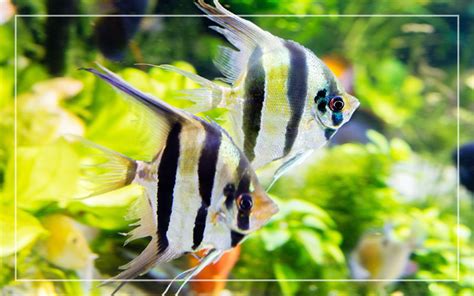 15 Angelfish Types You Should Know About