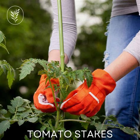 Tomato stakes for a robust harvest 🍅 🌱 Learn the best support techniques!