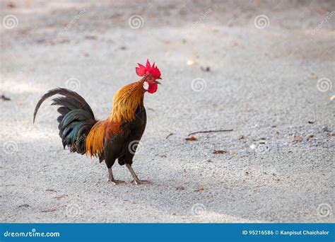 Bantam Chicken , Miniature Poultry Pet. Asian Popular Pets in Countryside. Live Alarm Clock ...