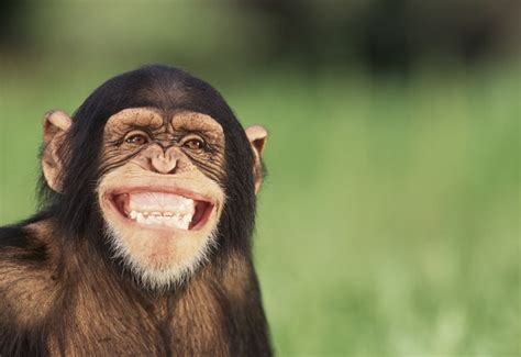 Smiling chimp Blank Template - Imgflip