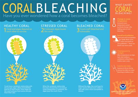 Massive "Bleaching" Affects Great Barrier Reef - WBEZ Chicago