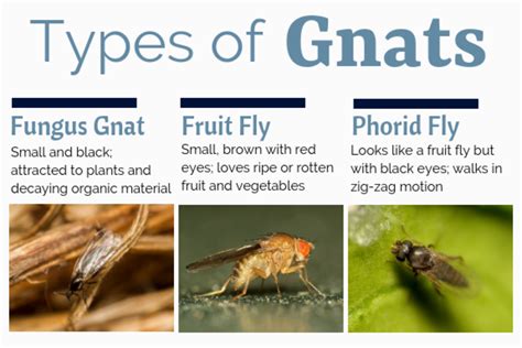 Where Do Gnats Come From and How Do You Get Rid of Them? - Dengarden