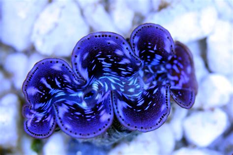 Tridacna maxima – The Giant Clam – Blue Reef Aquatics Tropical Fish