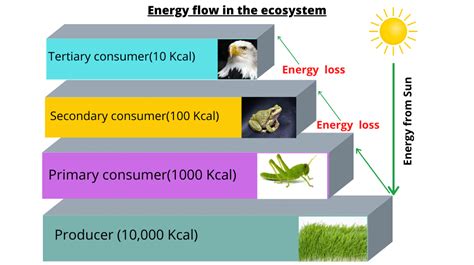 Energy flow in the ecosystem - sciencequery.com