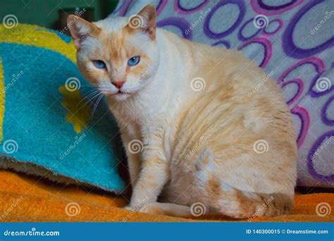 Beauty Siamese Cat Red-point Stock Image - Image of companion, alert ...