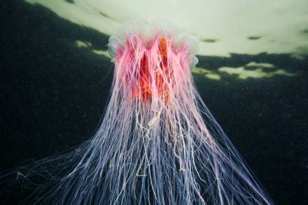 Cyanea capillata by Underwater Experiments on The Bazaar