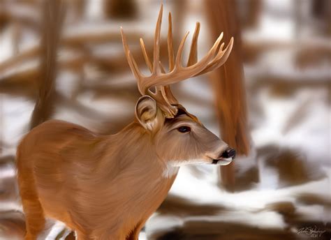 🔥 [50+] Big Whitetail Buck Wallpapers | WallpaperSafari