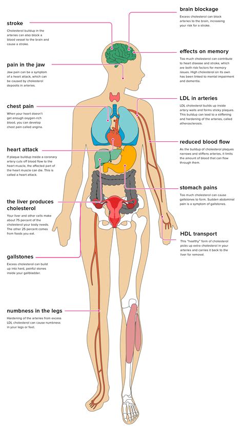 The Effects of High Cholesterol on the Body - wellness magazine