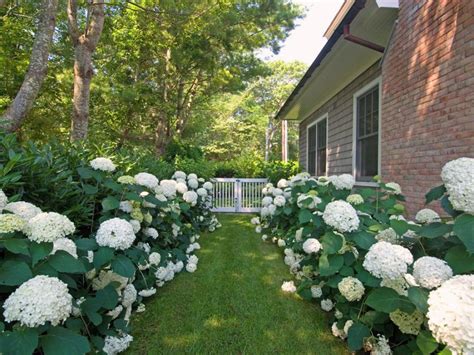 Landscaping with Hydrangeas | HGTV