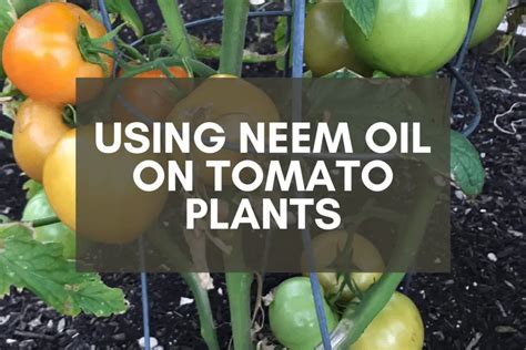 Using Neem Oil on Tomato Plants: An Easy, Step-by-Step Plan – Backyard Garden Geek