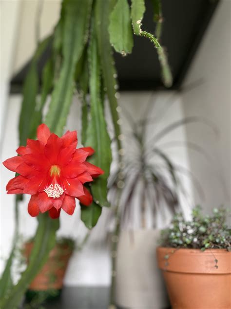 My orchid cactus is finally blooming : r/gardening