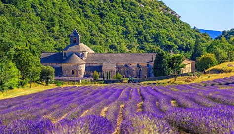 Visiting The Provence Lavender Fields In France | Rough Guides