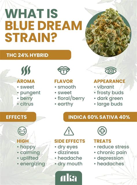 Blue Dream Strain: Weed Strain Info