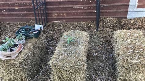 Hay Bale Gardening | Homesteading Tips