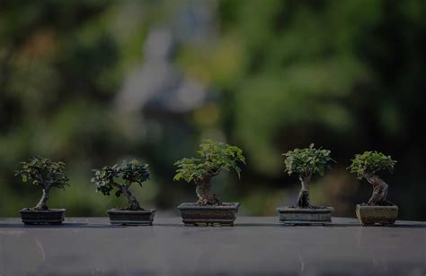 The History Of The Bonsai Tree And Its Origination