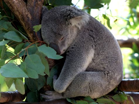 Sleeping Koala Wallpaper