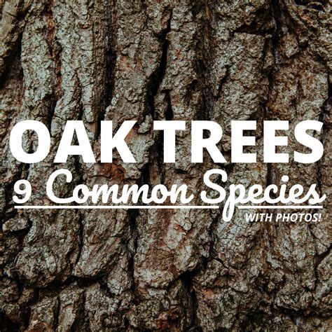 Common Types of Oak Trees (With Bark Photos for Identification) - Owlcation