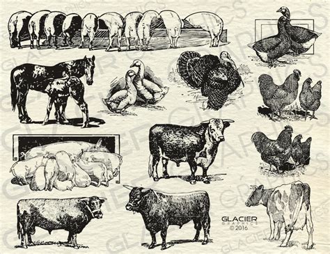 Vintage Farm Animal Illustrations Printable Farm Animals - Etsy