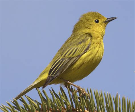 Yellow Warbler | San Diego Bird Spot