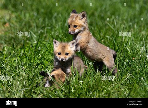 Play Foxes Stock Photos & Play Foxes Stock Images - Alamy