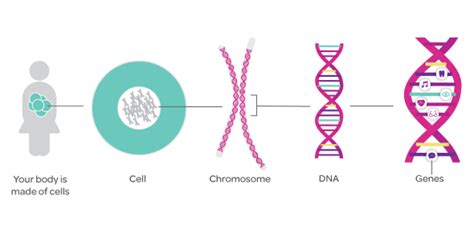 Genes And Chromosomes Quiz | Attempts: 9834 - Trivia & Questions