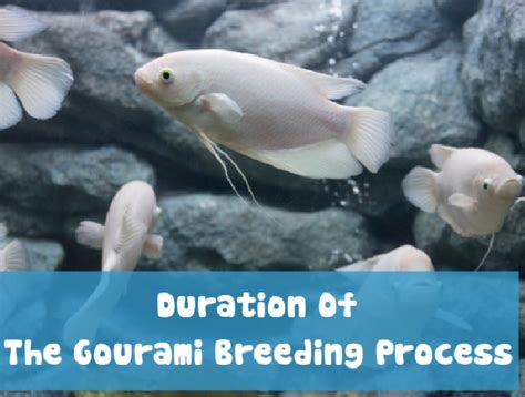 What Should You Know About Pregnant Gourami Fish? In Great Details