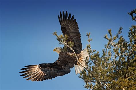 Bald Eagle Open Wings Wallpaper,HD Birds Wallpapers,4k Wallpapers,Images,Backgrounds,Photos and ...