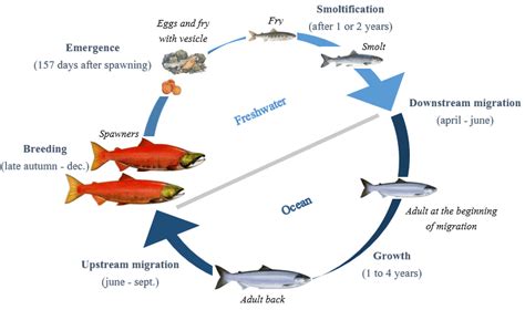 Adams River salmon through the eyes of Kamloops students – The Wren