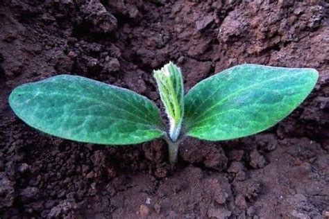 Pumpkin Growth Stages – Urban Garden Gal