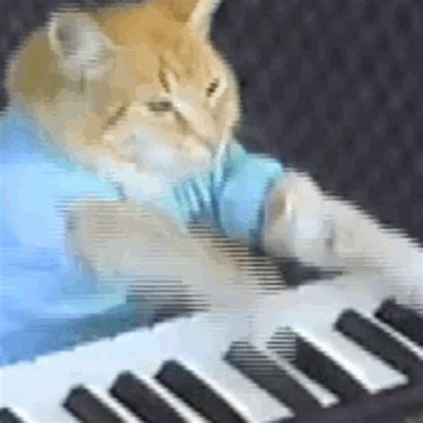 Gatinho Bento, do meme Keyboard Cat, morre aos 9 anos - E! Online Brasil