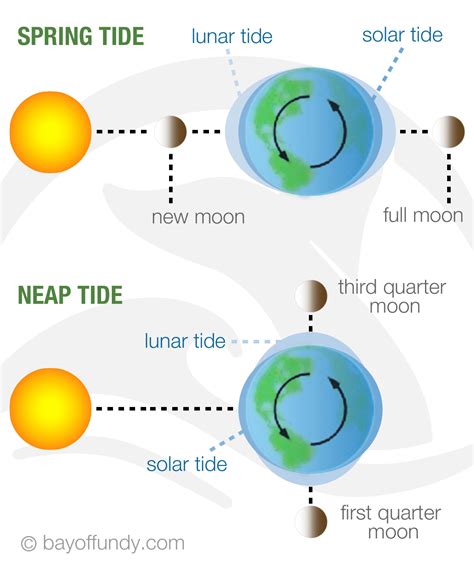 Neap Tide Definition Science