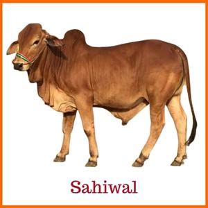 Indian cow breeds – Scientific and Cultural Evidence