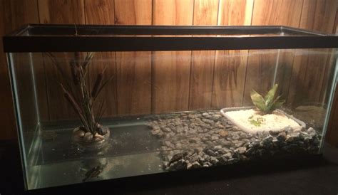 Red Eared Slider Turtle Tank - Aquarium Blog