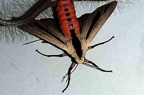 Check Out The Horrifying Moth That Is Terrorising Australia (And ...