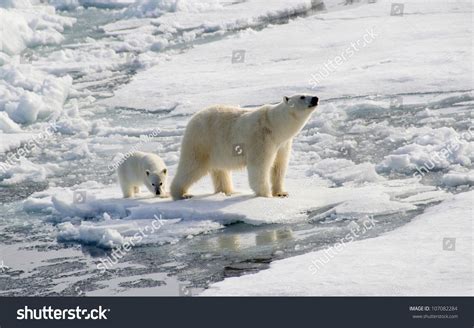 Polar Bear And Cub Hunting Seals Stock Photo 107082284 : Shutterstock