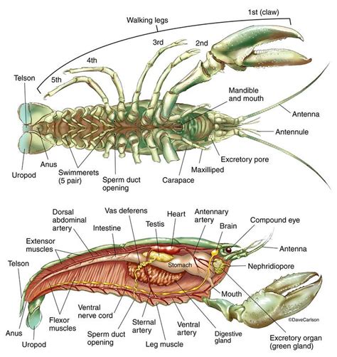 Anatomy Of Crayfish