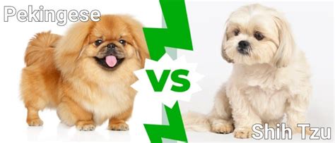 Pekingese vs Shih Tzu: 4 Key Differences Explained - IMP WORLD