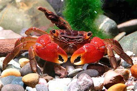 Red Mangrove Crab – Detailed Guide: Care, Diet, and Breeding - Shrimp and Snail Breeder