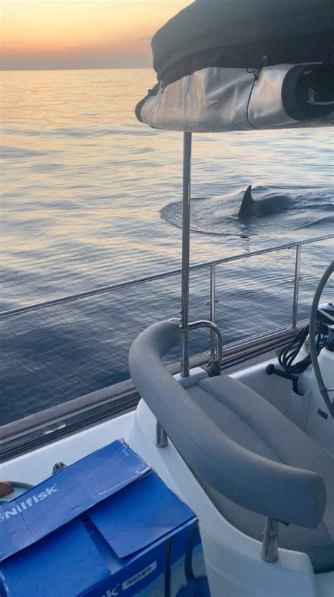 Orcas are ramming boats off the Spanish coast, puzzling experts | CBC News