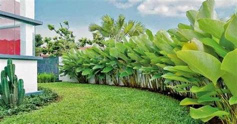 Pohon Pisang Hias Heliconia 2 Jenis Anggur Pohon Yang Bisa Anda Miliki - Macam Macam Pohon