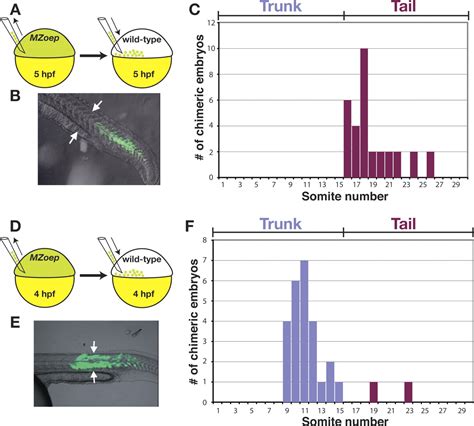 The regulation of mesodermal progenitor cell commitment to somitogenesis subdivides the ...