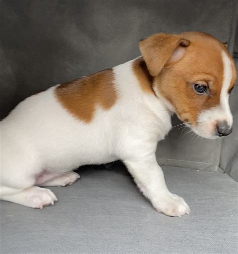 Jack Russell Terrier Puppies For Sale | Port Washington, NY #350470