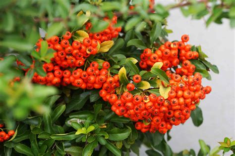 Growing the Firethorn Pyracantha Coccinea