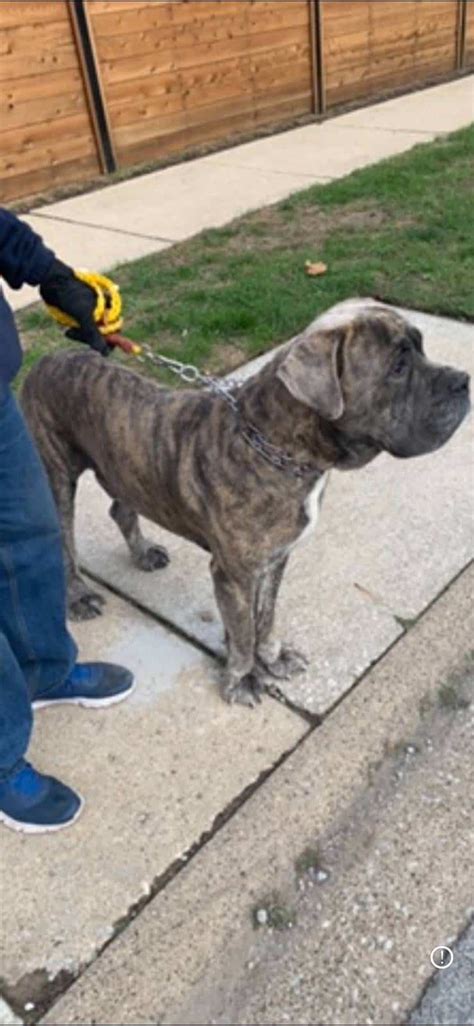 Cane corso | PetClassifieds.com