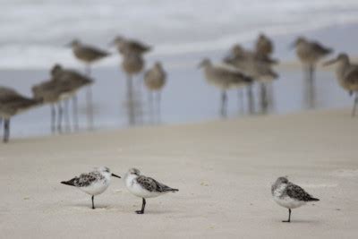 Birding in Winter - Leave Only Footprints