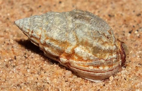 Mud snail (Nassarius acuticostus) | Size approx 16mm. Superd… | Flickr