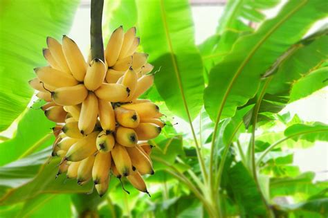 How To Grow Banana Plants - Care Tips | Horticulture.co.uk