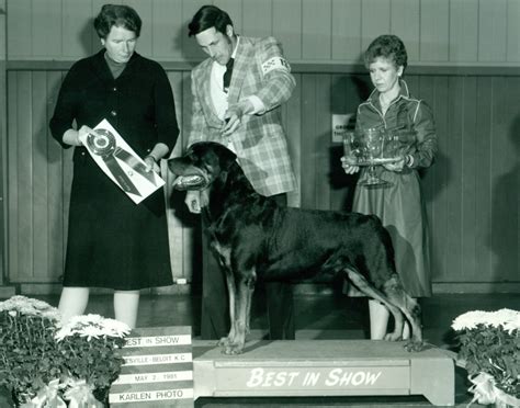 Rottweiler History & Training/Temperament - American Kennel Club