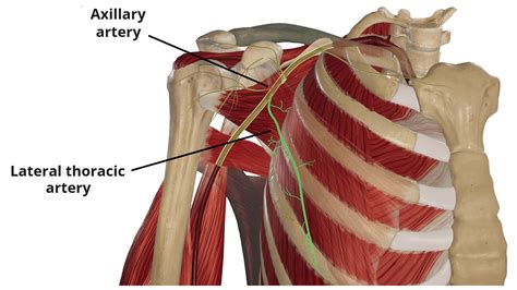 Lateral Thoracic Artery - Course - Supply - TeachMeAnatomy