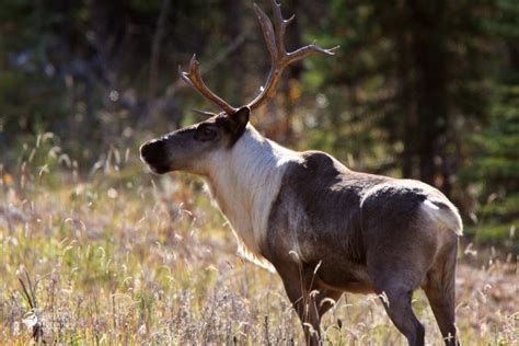 boreal-caribou-GettyImages-481429491 – Your Connection to Wildlife